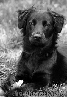 Alert Puppy black and white picture