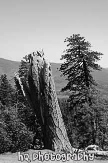 Yosemite Tree & Stump black and white picture