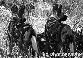 African Wild Dogs black and white picture