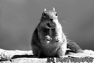 Eating Squirrel black and white picture