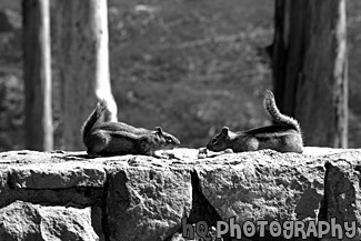 Two Squirrels Face Off black and white picture