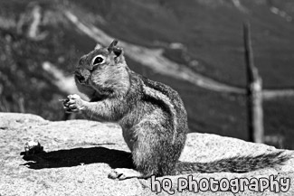 Big Cheeks Squirrel black and white picture