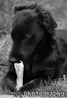Puppy Eating Bone black and white picture