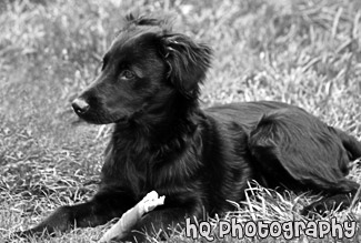 Black Lab Puppy in Grass black and white picture