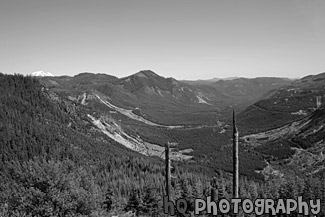 Gifford Pinchot National Forest black and white picture