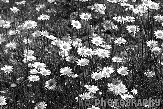 White Daisies black and white picture