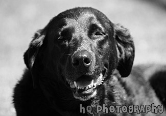 Black Lab Smiling black and white picture