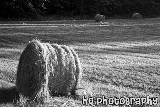 Bundles of Hay in a Field black and white picture