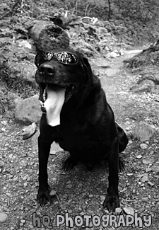 Black Lab in Sunglasses black and white picture