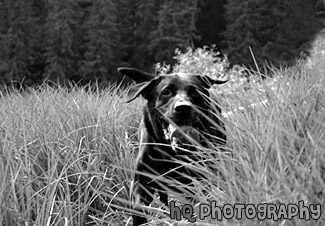 Black Lab Running in Tall Grass black and white picture