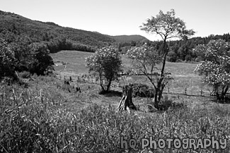 Farmland in Summer black and white picture