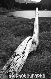 Drift Wood black and white picture