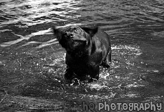 Black Lab Shaking black and white picture