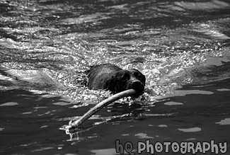 Black Lab Swimming With Stick black and white picture