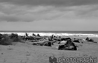 Drift Wood & Beach, Oregon black and white picture