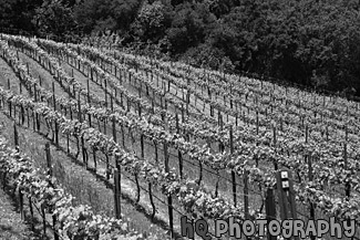 Winery Field black and white picture