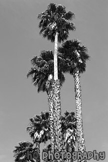 Palm Trees black and white picture