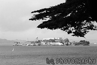 Alcatraz with Tree Branch black and white picture