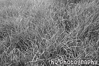 Green Grass Field black and white picture