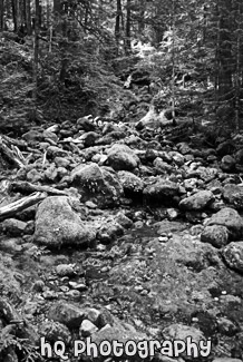 Mossy Rocks & Creek black and white picture