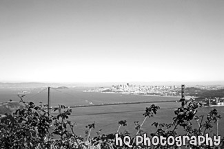 Golden Gate Bridge from Hawk Hill black and white picture