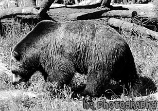 Brown Bear black and white picture