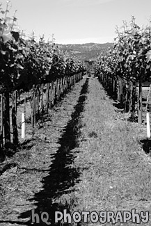 Winery Row black and white picture