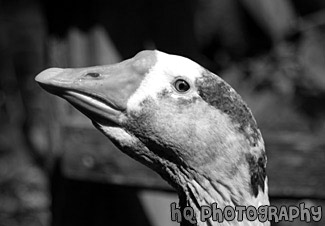 Close Up of Goose Face black and white picture