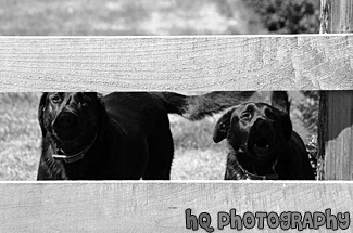 Barking Black Labs black and white picture