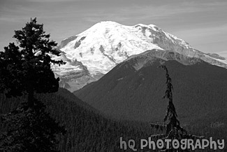 Mount Rainier at White River Entrance black and white picture