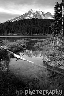 Mount Rainier Reflection & Log black and white picture