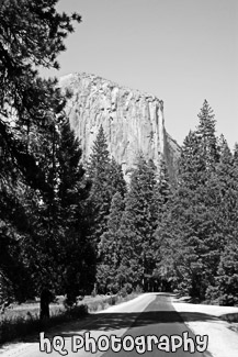 El Capitan & Forest Road black and white picture