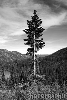 Evergreen Tree in Forest black and white picture