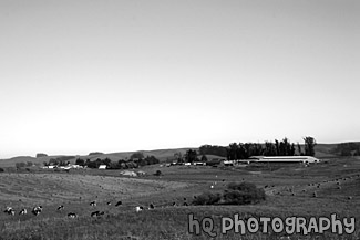 Cows, Hay, & Farm black and white picture