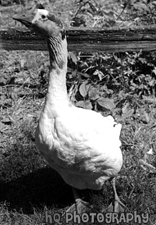 White Goose black and white picture