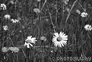 Daisies & Dandelions black and white picture