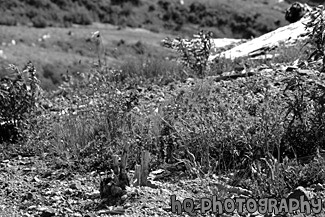 Wildflowers near Mount St. Helens black and white picture