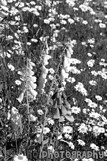 Daisies & Foxgloves Wildflowers black and white picture