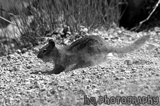 Squirrel Burying Food black and white picture