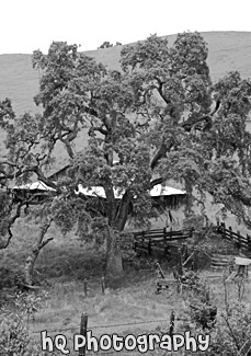 Black & White Scenic Tree black and white picture