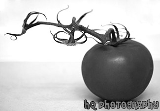 Side View of Tomatoe black and white picture