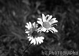 Close up of Daisy black and white picture