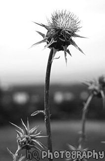 Purple Winged Thistle Flower black and white picture