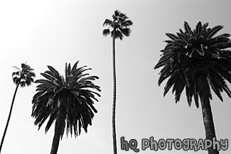 Palm Trees & Blue Sky black and white picture