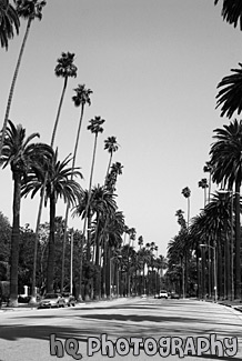 Palm Trees Along Beverly Hills Road black and white picture