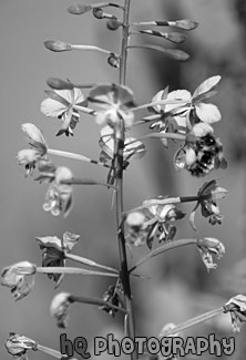 Bee on Pink Flower black and white picture