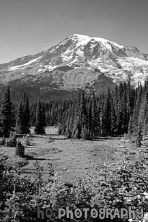 Mount Rainier & Open Field black and white picture