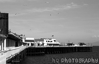 Santa Cruz Pier & Seagulls black and white picture