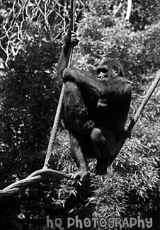 Gorillas on Rope black and white picture