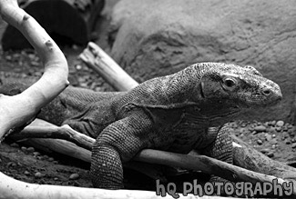 Komodo Dragon at Zoo black and white picture